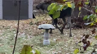 Young Moose Nearly Bouts with Bird Bath