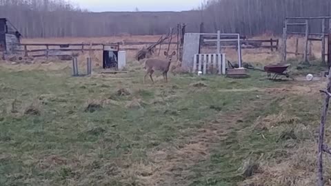 Playful deer chases and herds chickens into their coop