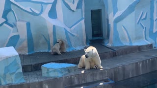 Twin Polar bears Fight Behind Mother