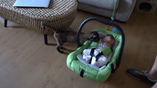 Cats Meeting Babies for the FIRST Time -Compilation