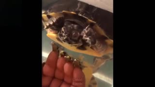 Watch These Too Cute and Funny Pets!!