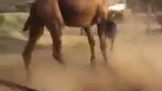 Fight between camel and donkey - Funny