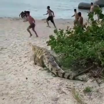 Enorme caimán aguja asustó a turistas en el Parque Tayrona 