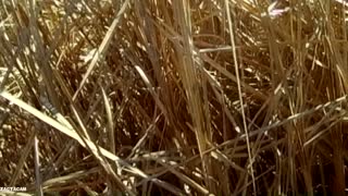 Pheasant Hunt in South Dakota