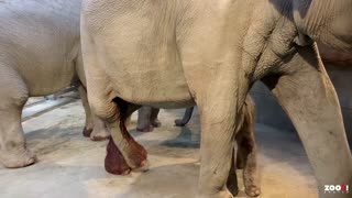 Baby Elephant Born After Two-Year Pregnancy