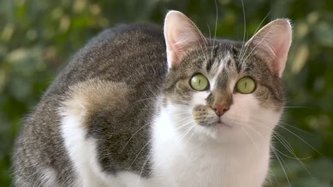 Feline cat whiskers