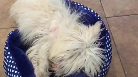 Dog rolls around and plays in its dog bed, slow motion
