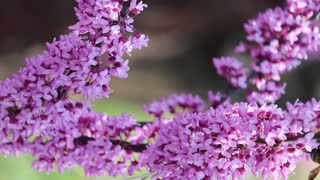 Bumble Bee pollinating flowers on a Red Bud Tree