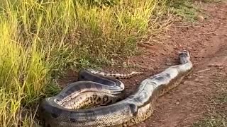 Roadside Anaconda Gets Rowdy