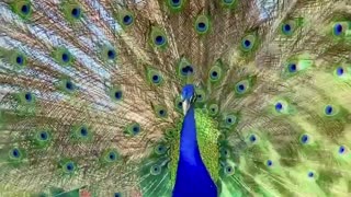 Peacock Dancing with Full Feather Display