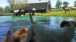 Horses splash in pond while owner and Terrier watch from kayak