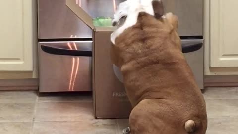 Gerald the Bulldog finds dog food and goes crazy