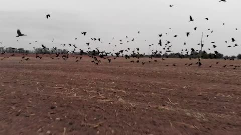 Field for sowing with many crows taking off - With beautiful music