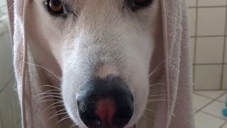 Husky has extreme case of after-bath zoomies