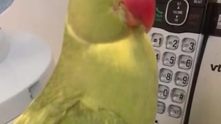 Smart parrot lets owners know when the phone is ringing