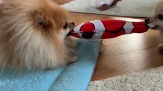 Pomeranians engage in epic tug-of-war game over toy fish