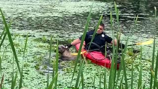 Quick-thinking police officer uses kayak to save dog from drowning in muddy pond