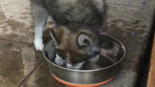 Puppy Plays In Water Bowl Instead Of Drinking From It