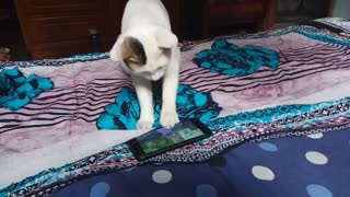 Cat Trying to Catch Fish in Phone