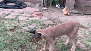 Caracal decides to play with food instead of eat it