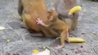 monkey eating banana like a man