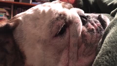 Persistence Pays Off For English Bulldog