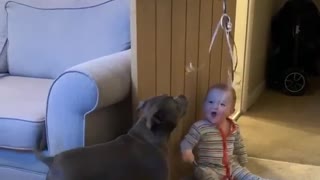 Baby can't stop laughing at dog chasing balloon