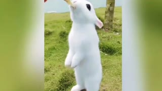 Rabbit baby video full funny video