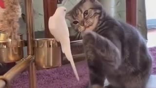 cat petting a bird