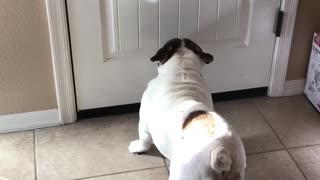 English Bulldog loves chasing light reflection