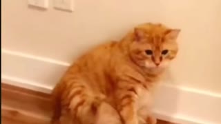 cat doing silly things caught on camera