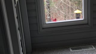 Male cardinal tapping on Window