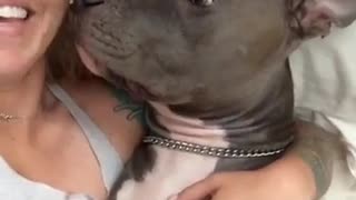 Sweet/Cute Pit bull Gives Kisses After Waking up