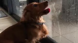 Dachshund tries to catch water from inside glass door