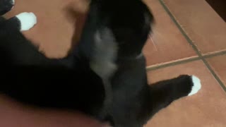 Kitten And Mouse Catch Each Other