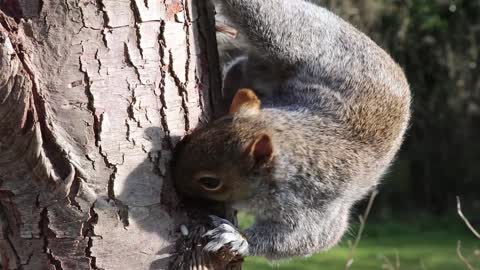 Squirrel scraping a tree ! Natural shot