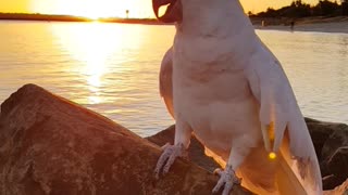 Cockatoo greets owner with magnificent sunset backdrop