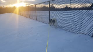 Siberian Husky Enjoying Canadian Weather