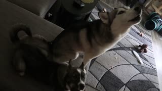 Husky puppy finds her howling voice for the first time