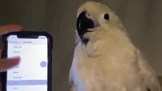 Parrot dancing with different music