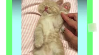 Watch This Super Cute Kittens & Cats Melt Your Heart.