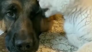 Friendship between pets