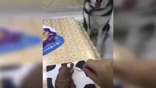 Dog reacting dog cake cutting run