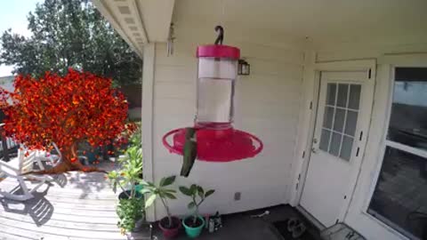 Another busy Hummingbird feeder