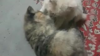 A fight between two small cats