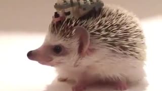 hedgehog holding toy on his head