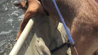 Dog tries to catch some waves during first boat experience