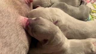 French Bulldog Babies Milk Bar **OPEN**