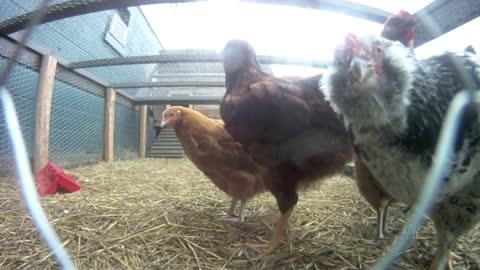 A day in the life of Chickens in a coop...gopro chicken footage