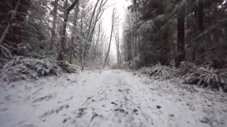 Walking in the forest in the winter